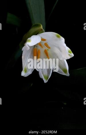 Leucojum aestivum Snowflake estivo – fiore bianco a forma di campana con marcatura verde sulle punte dei petali, gennaio, Inghilterra, Regno Unito Foto Stock