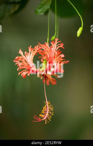 Un iribisco ragno (Hibiscus schizopetalus) noto anche come rosmarino fritto, lanterna giapponese, o ibisco corallino, originario dell'Africa orientale. Foto Stock