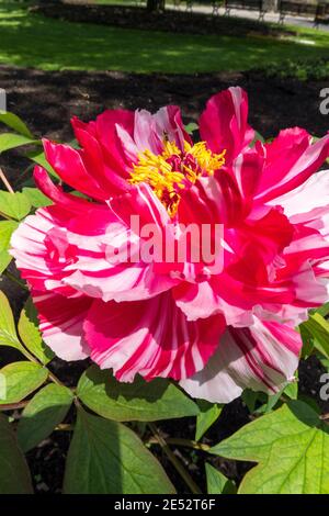 Il variegato petali di un albero peonia fiorisce in primavera. Foto Stock