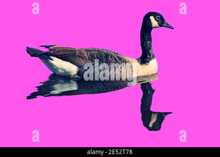 Uccello, Geese Canadese, galleggianti con riflessione in acqua. Lo sfondo è rosa chiaro al neon Foto Stock