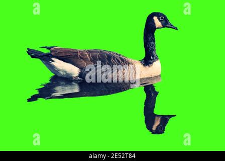 Uccello, Geese Canadese, galleggianti con riflessione in acqua. Lo sfondo è verde chiaro al neon Foto Stock
