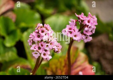 I fiori della crassifolia di Bergenia, o badan, originari della Siberia e della Mongolia, dove i rizomi sono utilizzati per il tè e per scopi medicinali. Foto Stock