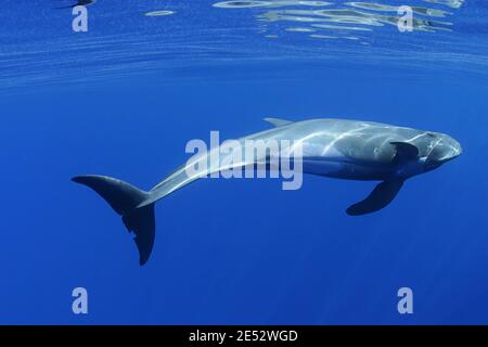 Balene killer pygmy, Feresa attenuata, Kona del Sud, Hawaii, Stati Uniti ( Oceano Pacifico Centrale ) Foto Stock