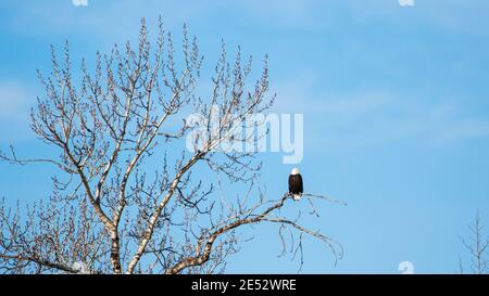 Aquila calva in Montana Foto Stock