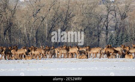 Elk a Bozeman, MT Foto Stock