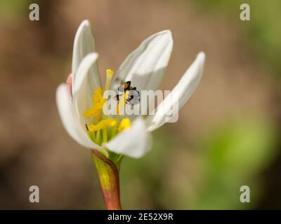 Ape australiana nativa Foto Stock