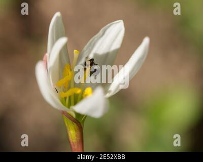 Ape australiana nativa Foto Stock