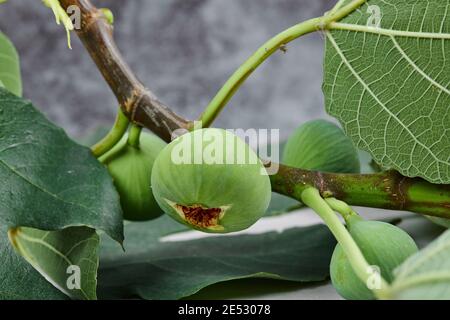 Un mazzo di fichi verdi con foglie su un marmo sfondo Foto Stock