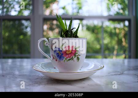 Piccolo succulento che ruggisce all'interno di un teacup con disegno floreale. Foto Stock