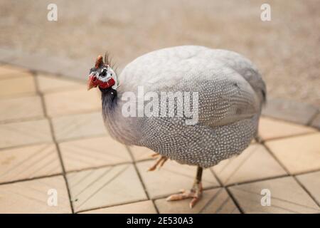 Una faraona bianca africana (Numida meleagris) addomesticata. Foto Stock