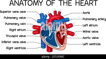 Poster informativo dell'illustrazione del diagramma del cuore umano Illustrazione Vettoriale