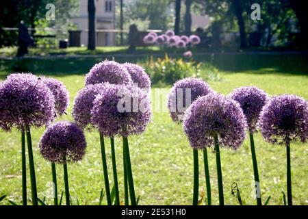 I FIORI DI CIPOLLA ORNAMENTALE GIGANTE (ALLIUM) SONO UNA SPECIE ASIATICA DI CIPOLLA ORIGINARIA DELL'ASIA CENTRALE E SUD-OCCIDENTALE. Foto Stock