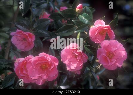 FIORI DI CAMELLIA ROSA Foto Stock