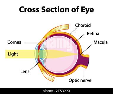 Anatomia dell'occhio umano con sezione trasversale dell'illustrazione del diagramma dell'occhio Illustrazione Vettoriale
