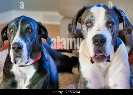 Great Danes, Kona e Murphy sono i migliori amici. Foto Stock