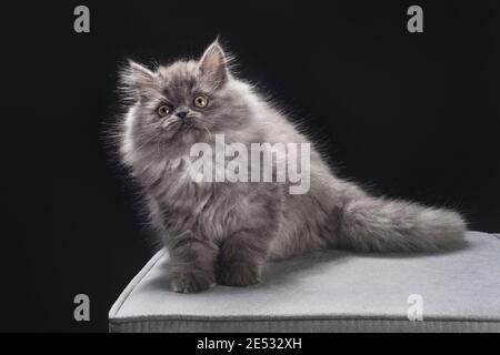 Divertente gattino di ragamuffin grigio di 11 settimane Foto Stock