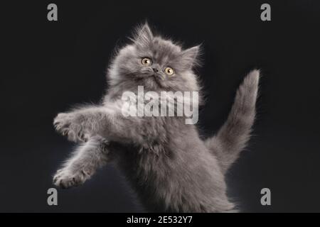 Giocoso gattino ragamuffin grigio di 11 settimane con le zampe in su. Foto Stock