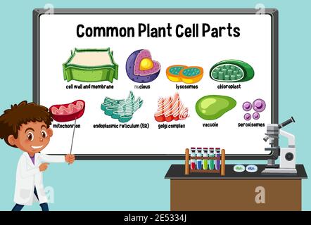 Giovane scienziato che spiega le parti comuni delle cellule della pianta davanti una scheda nell'illustrazione del laboratorio Illustrazione Vettoriale