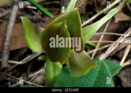 Le orchidee degli uccelli comuni (Chiloglottis Valida) sono abbastanza difficili da trovare, ma queste rare orchidee degli uccelli verdi (Chiloglottis Cornuta) sono molto più difficili da trovare. Foto Stock