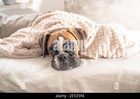 cute faccia 9 mesi vecchio puerbred dorato cucciolo tedesco pugile cane closeup dormire sotto coperta riscaldamento coccolare. Foto Stock