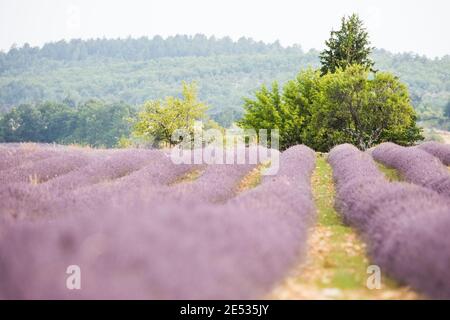 File in un campo di lavanda in Provenza Foto Stock