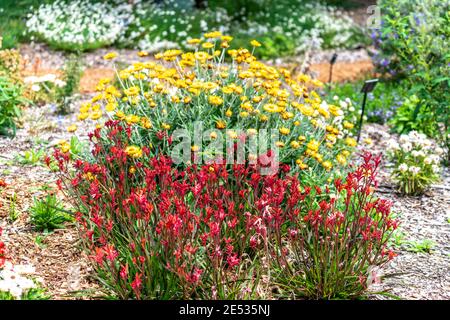 Red Kangaroo Paw piante di fronte a Yellow Daises in Un giardino australiano Foto Stock