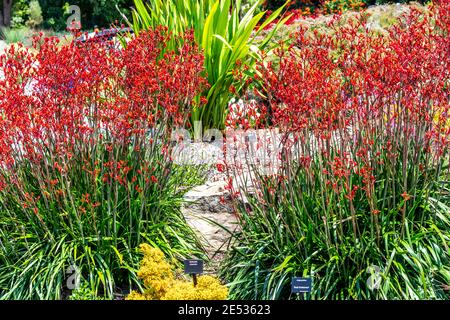 Red Kangaroo Paw piante in un giardino australiano impostazione Foto Stock