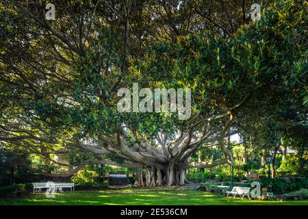 Primo piano di un gigantesco albero di Ficus Elastica, i cui rami formano una corona che si estende in tutte le direzioni Foto Stock