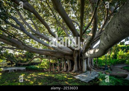 Primo piano di un gigantesco albero di Ficus Elastica, i cui rami formano una corona che si estende in tutte le direzioni Foto Stock