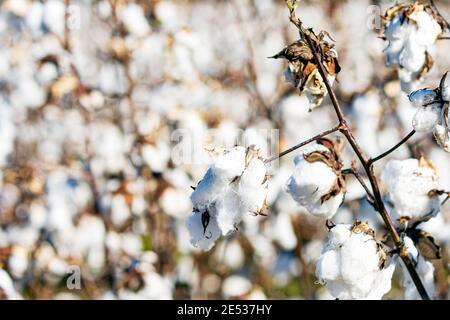 Primo piano di gabbiani di cotone defoliato pronti per la raccolta con sfondo sfocato di altri gabbiani di cotone. Foto Stock
