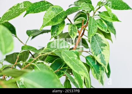 Ficus benjamin pianta foglie in gocce d'acqua dopo l'irrorazione, in una pentola su uno sfondo chiaro primo piano. Messa a fuoco selettiva morbida. Impianto interno per interni f Foto Stock
