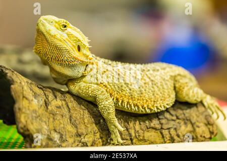 Drago bearded (agama, Pogona vitticeps) lucertola Bioexo Foto Stock