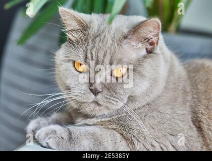 Primo piano di un gatto britannico in purebred di colore grigio. Foto Stock