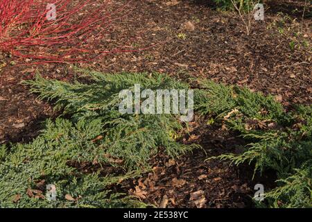 Inverno Foliage del terreno Evergreen che copre fiaky o Himalayan Arbusto di Juniper (Juniperus squamata 'Blue Carpet') Crescere in un giardino nel Devon Foto Stock