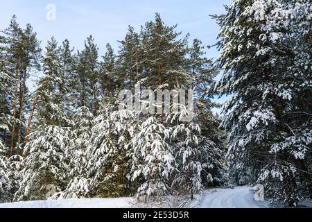 Paesaggio forestale con neve su alberi di pino Foto Stock