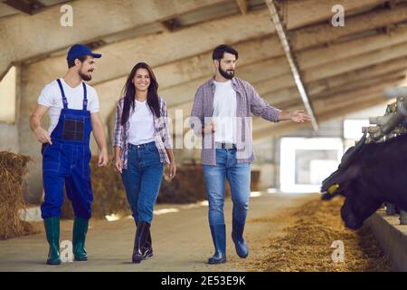 Un paio di giovani proprietari di aziende agricole e un dipendente camminano oltre una fila di bufali in una stalla. Foto Stock