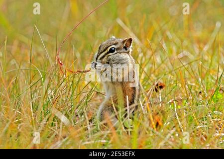 Almeno Chipmunk che mangia su semi di erba, ripieno sacchetto di pulcini con cibo. Foto Stock