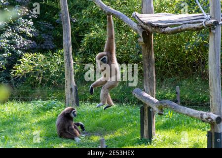 Due Gibboni in un recinto, uno appeso sopra l'altro gibbone che è seduto sul terreno erboso verde Foto Stock