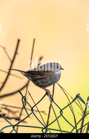 Uccelli, Dunnock - Prunella modularis - al tramonto. Un uccello da giardino comune che tende a nutrirsi a terra. Foto Stock