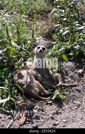 Due Meerkat all'ombra, un Meerkat addormentato, un Meerkat vigile e sorvegliante Foto Stock