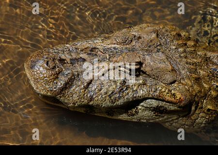 Alligator americano (Alligator missisippiensis), Iguacu Falls, Misiones, Argentina 22 gennaio 2016 Foto Stock