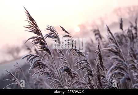 Amburgo, Germania. 26 gennaio 2021. Le canne sono ricoperte di ghiaccio nel distretto di Billwerder della riserva naturale Boberger Niederung all'alba e in nebbia leggera. Credit: Daniel Bockwoldt/dpa/Alamy Live News Foto Stock