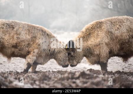 Amburgo, Germania. 26 gennaio 2021. Due scorze di bestiame su un pascolo congelato nel distretto di Billwerder nella riserva naturale Boberger Niederung. Credit: Daniel Bockwoldt/dpa/Alamy Live News Foto Stock