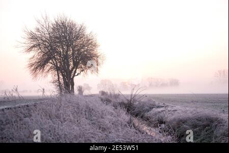 Amburgo, Germania. 26 gennaio 2021. Un albero e piante sono coperti di ghiaccio all'alba e nebbia leggera nel quartiere di Billwerder nella riserva naturale Boberger Niederung. Credit: Daniel Bockwoldt/dpa/Alamy Live News Foto Stock