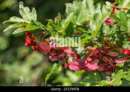 Semi di acero da campo, acer pseudoplatanus, della famiglia Sapindaceae. Foto Stock