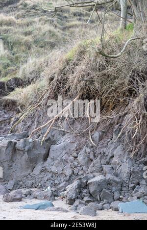 Erosione costiera radici degli alberi esposte da Erosion UK Foto Stock
