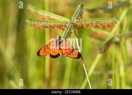 Una farfalla comune e diffusa con un volo a zig-zag tipico che diventa rapido quando disturbato. Sono dotati di marcature luminose in grassetto Foto Stock