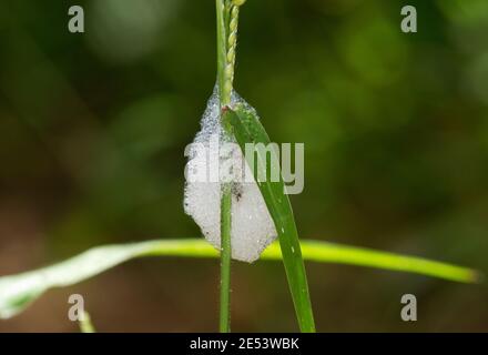 La schiuma prodotta dalle larve di un Froghopper, o Spittle Bug, è chiamata 'Cuckoo Spit'. In realtà è prodotto dal sap succhiando bug Foto Stock