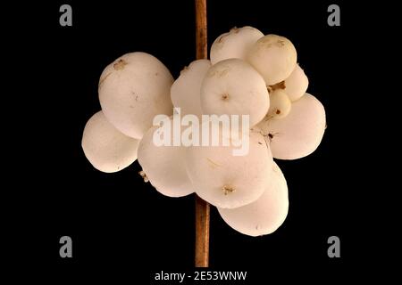 Snowberry (Symphoricarpos albus). Wintering Infruttescence Closeup Foto Stock
