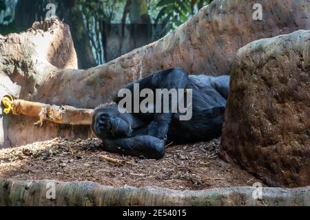 Gorilla che riposa a terra Foto Stock